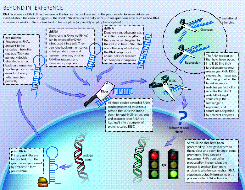 RNAinterference & qRTPCR