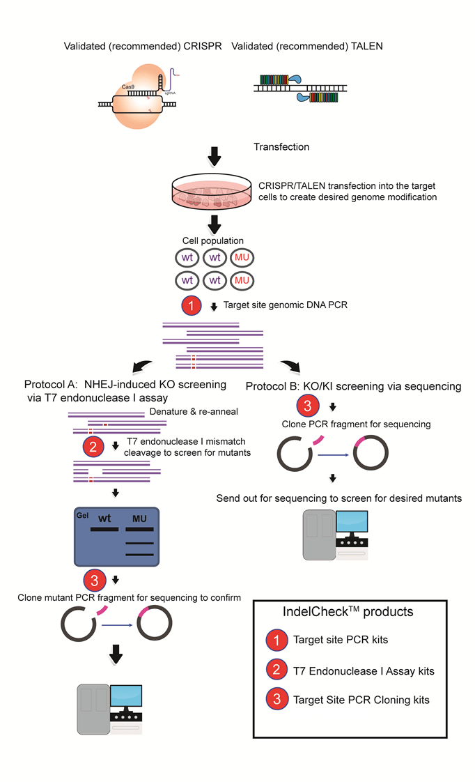 CRISPR Insertion or Deletion Detection System GeneCopoeia™