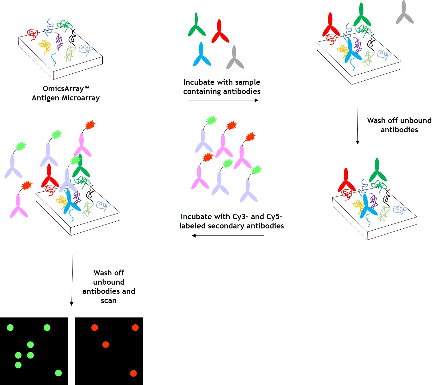 OmicsArray™ Antigen Microarrays GeneCopoeia™