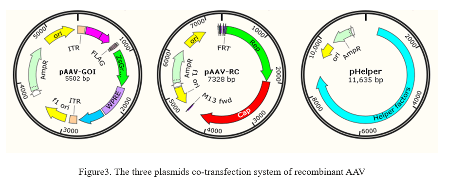 AAV vector system, AAV production, transduction and AAV gene therapy