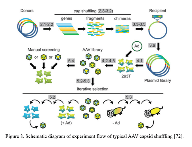 AAV vector system, AAV production, transduction and AAV gene therapy