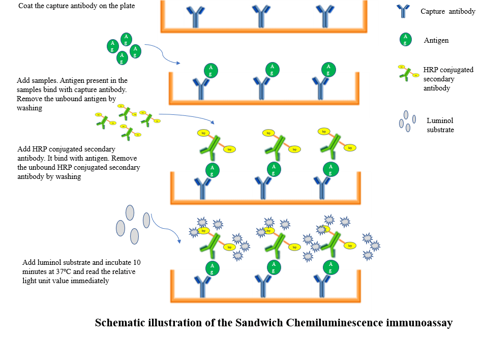What is Sandwich Chemiluminescence immunoassay GeneMedi