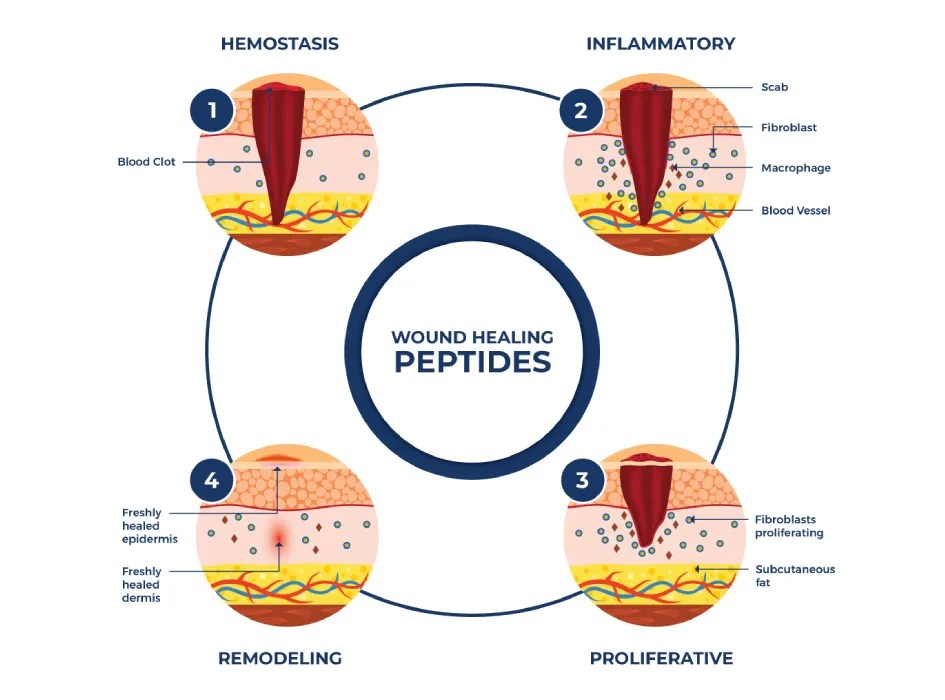 Peptides for Wound Healing The Ultimate Guide for 2023