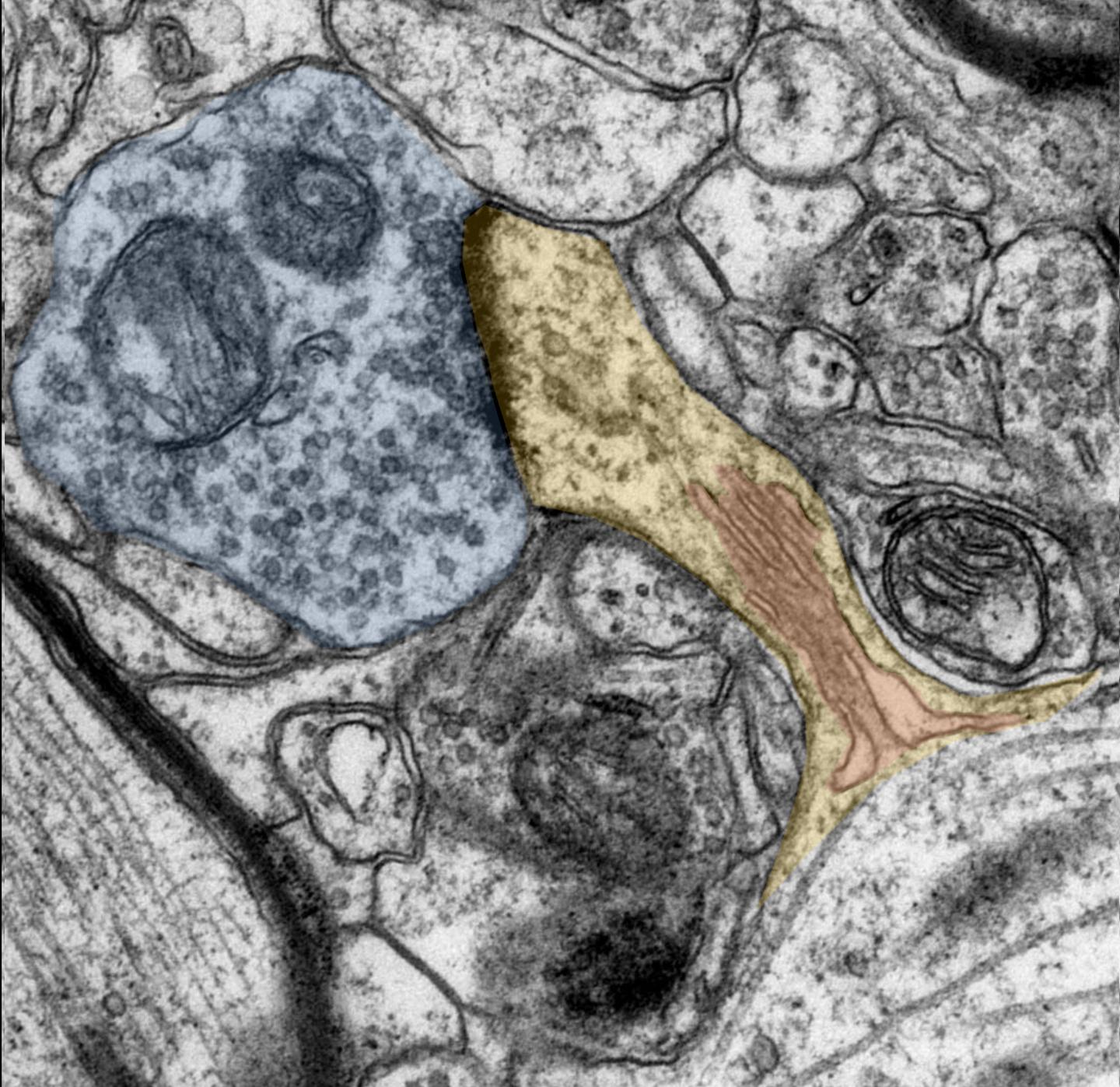 Researchers Reveal Understanding of Synaptic Plasticity in Human Brain