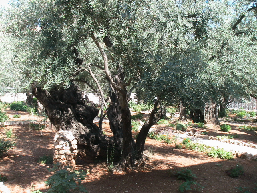 Garden of Gethsemane
