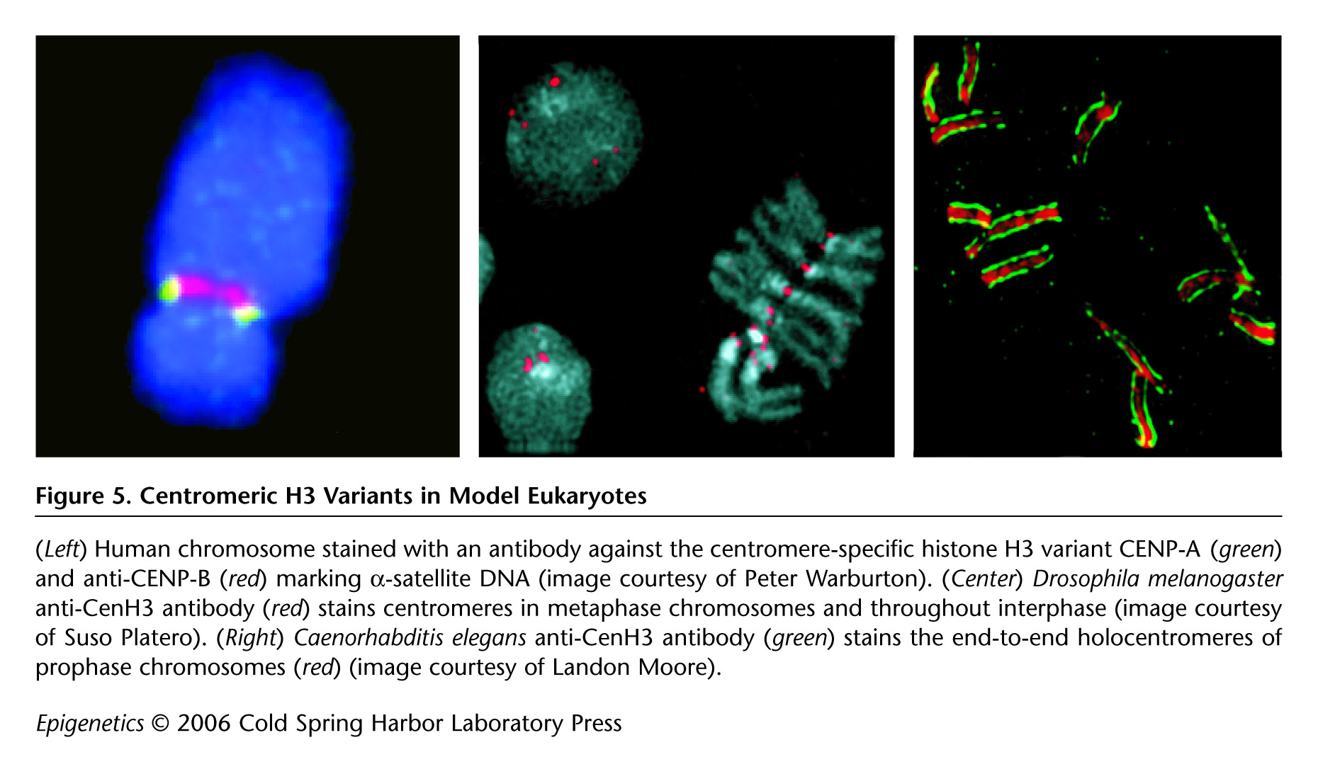 Cold Spring Harbor Teaching Resources