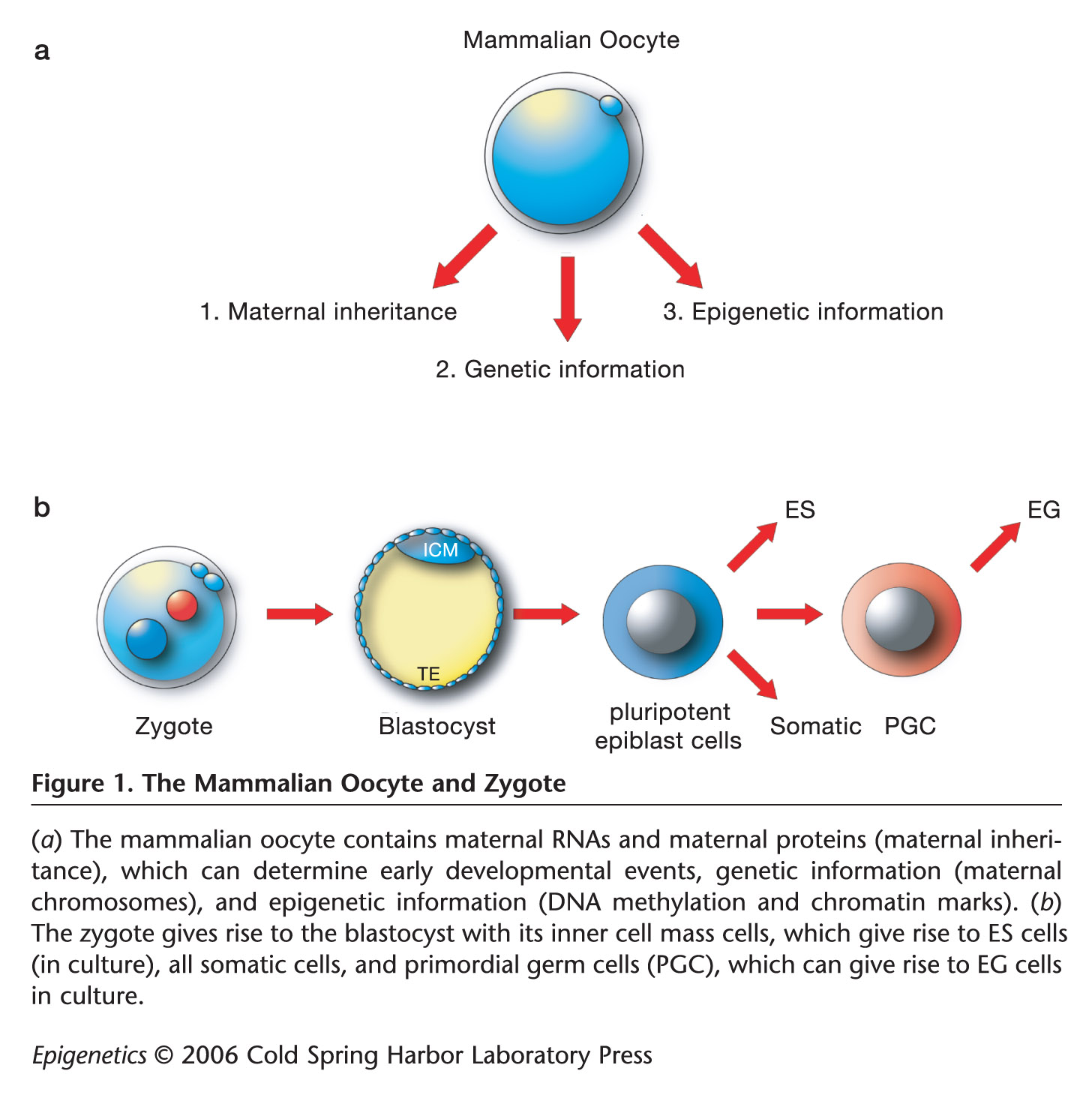 Cold Spring Harbor Teaching Resources