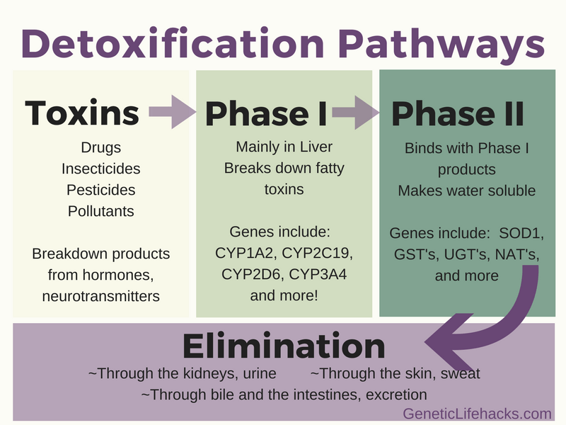 Detoxification Phase I and Phase II Metabolism is