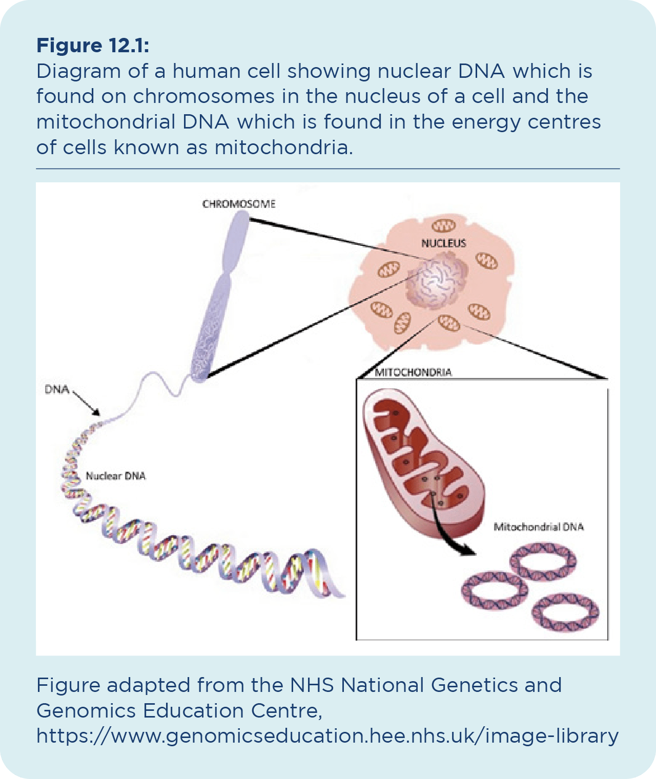 Mitochondria In A Human Cell