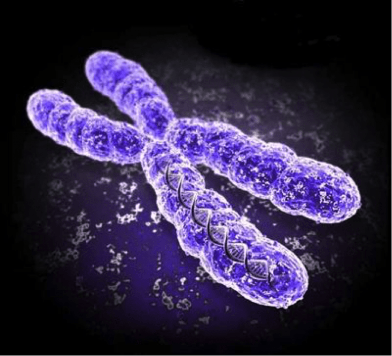 How Many Chromosomes Do Humans Have? Digest