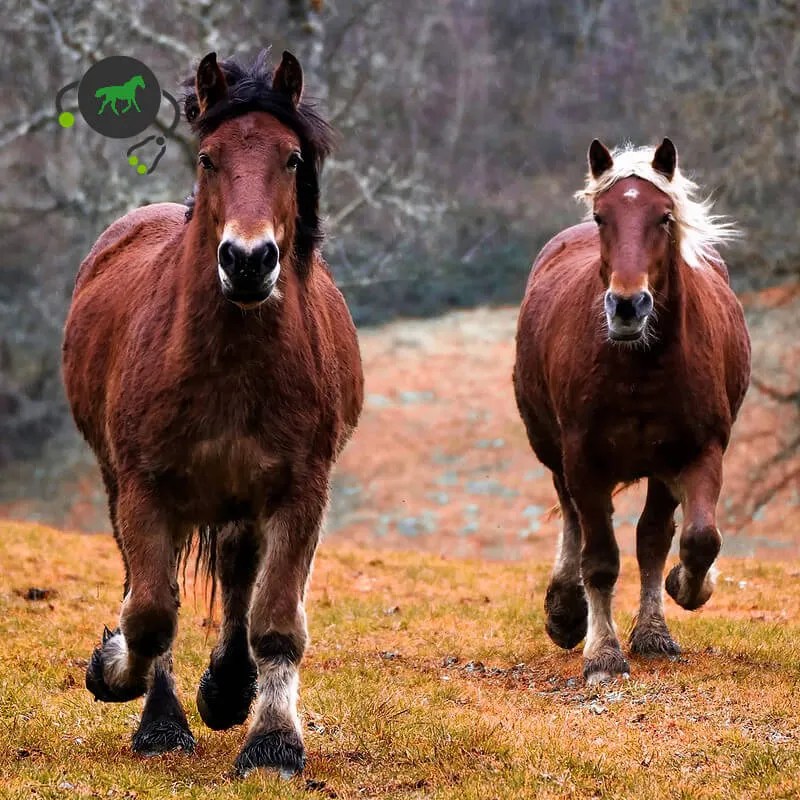 Im jahr 2021 tritt die elfte version des neuen icd in kraft tritt. Ais Androgen Insensitivity Syndrome Horse Genimal