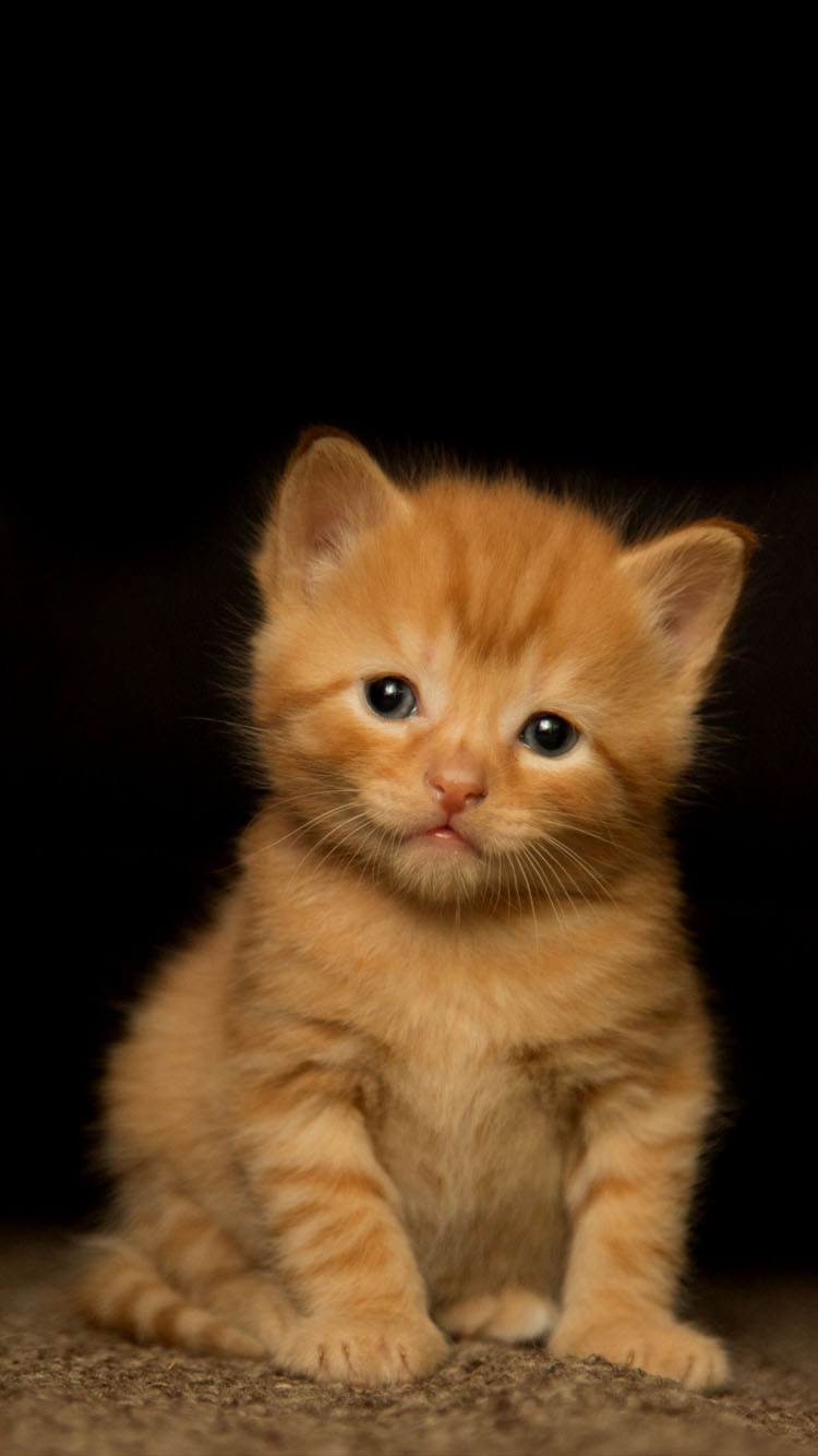 Orange Kitten Wallpaper Phone PRINTABLES