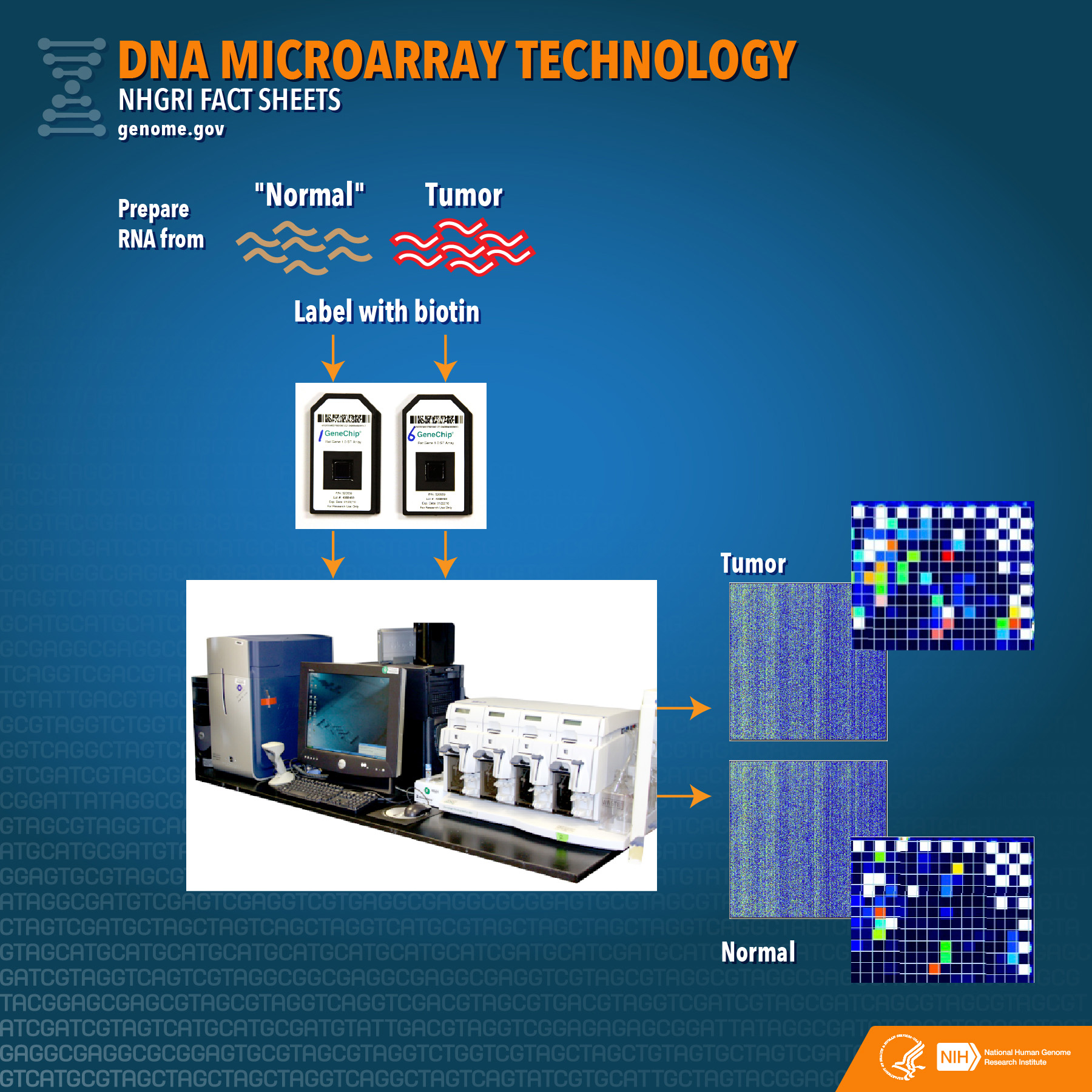 DNA Microarray Technology Fact Sheet NHGRI