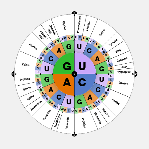 Dna Wheel Diagram