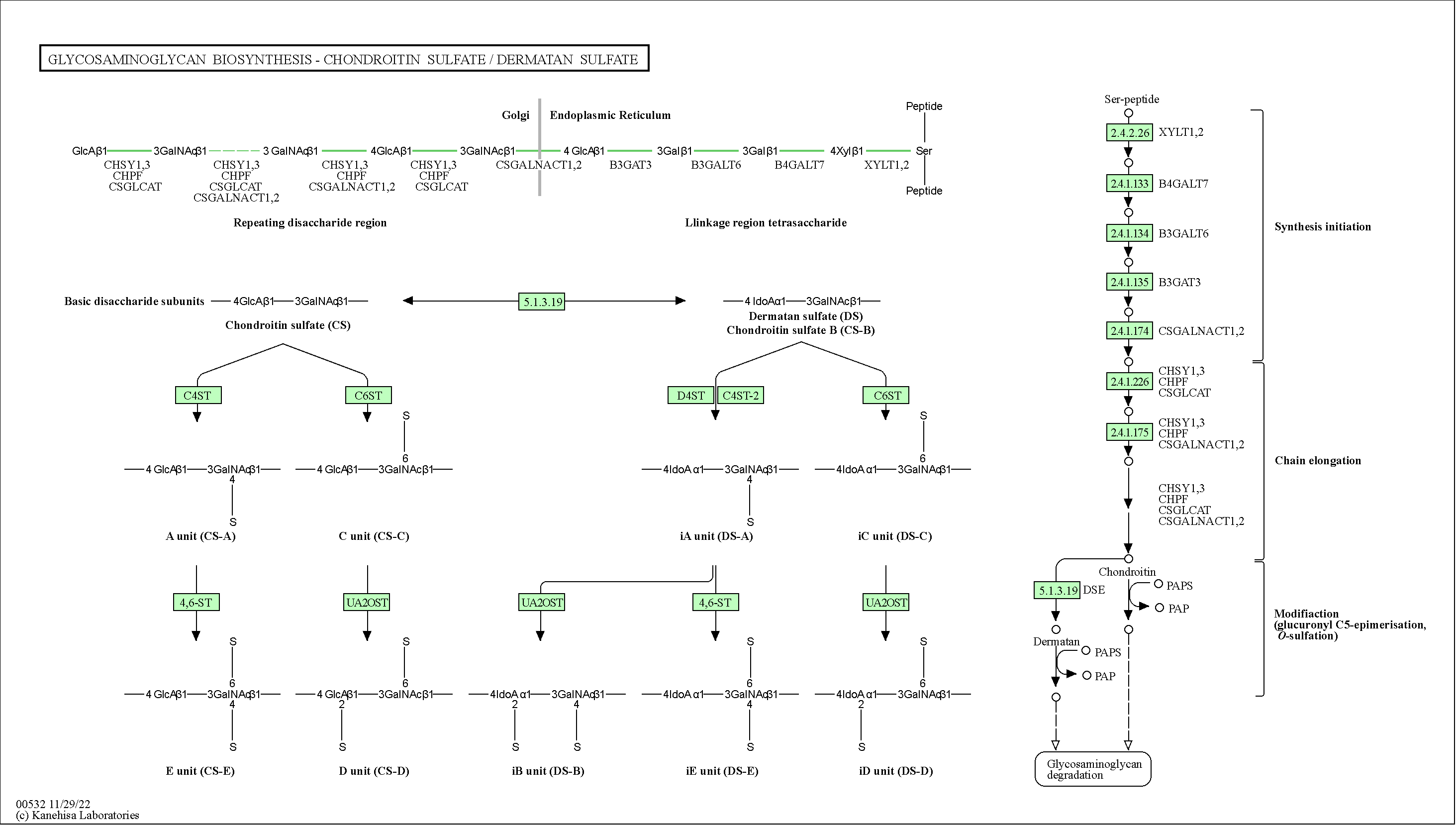 KEGG PATHWAY Glycosaminoglycan biosynthesis chondroitin sulfate