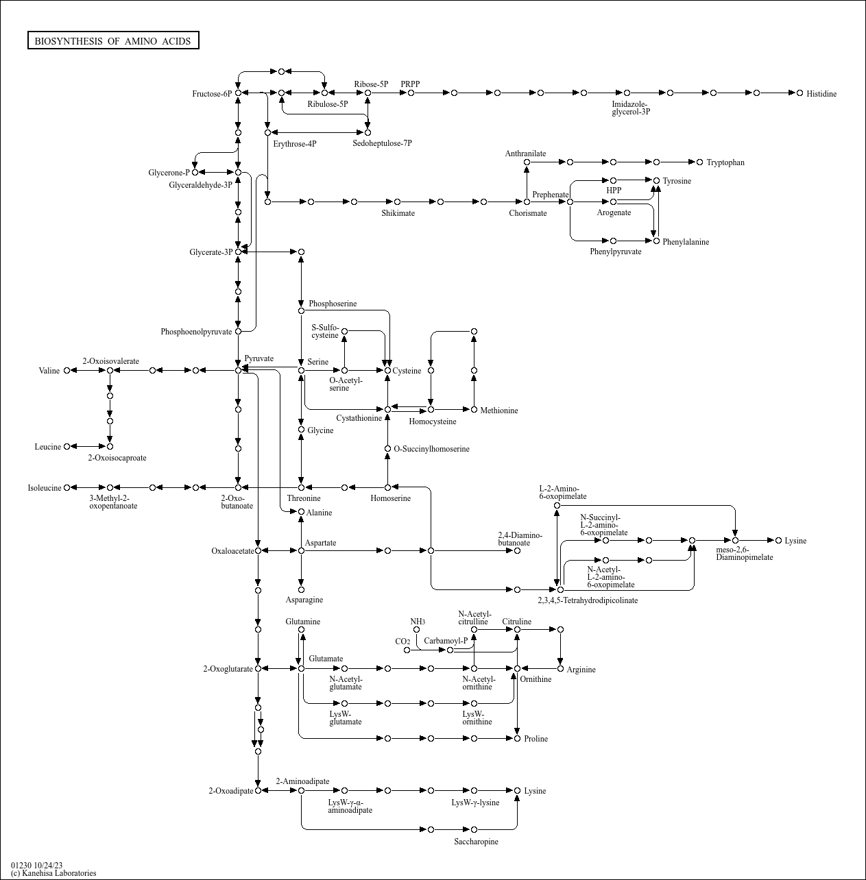 KEGG PATHWAY Biosynthesis of amino acids Reference pathway