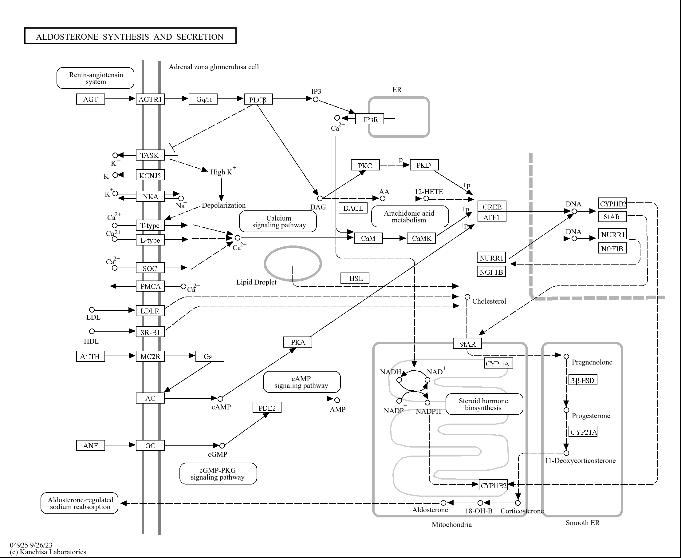 KEGG PATHWAY Aldosterone synthesis and secretion Reference pathway
