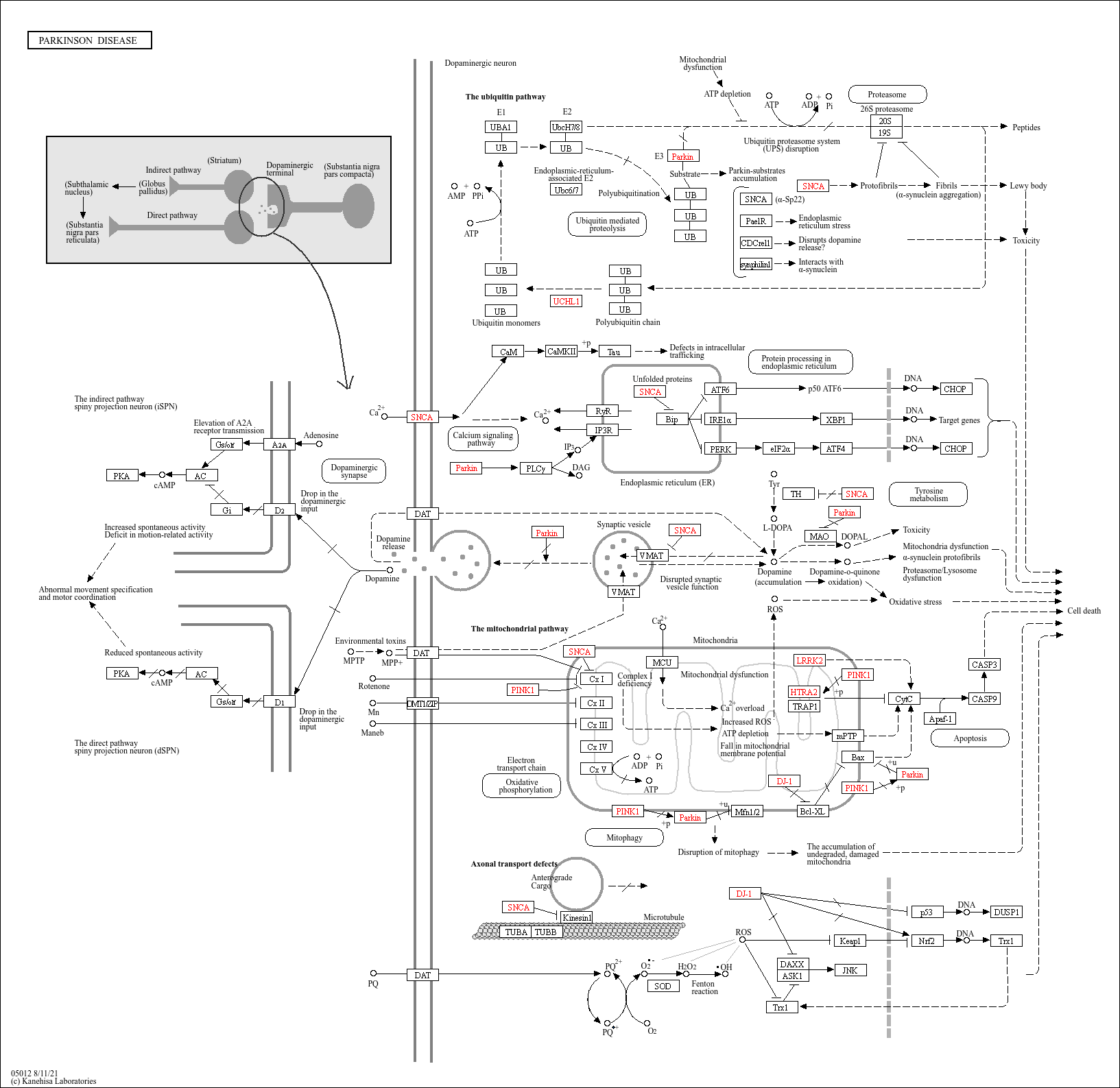 KEGG PATHWAY Parkinson disease Reference pathway