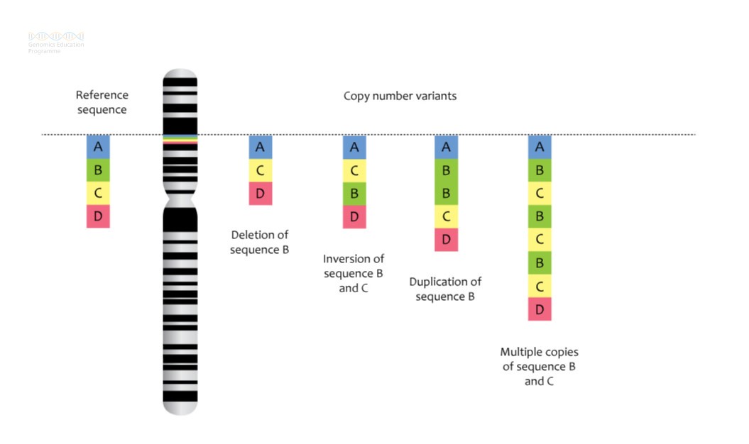 Copy number variants — Knowledge Hub