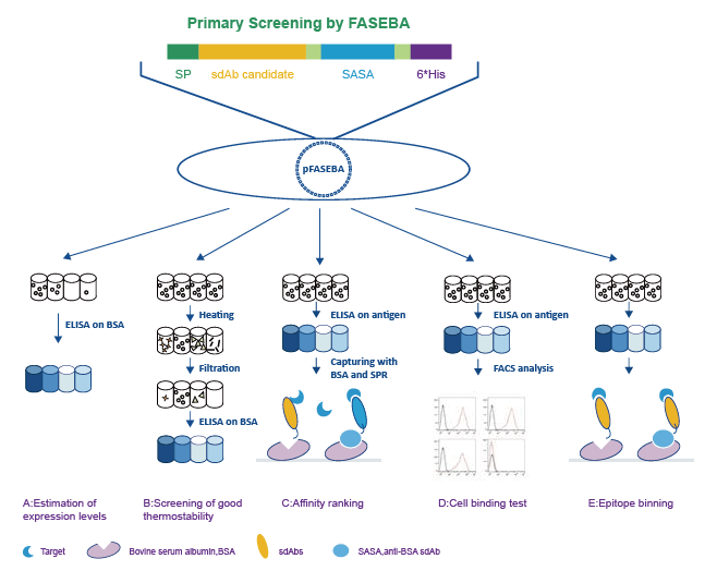 Antibody Affinity Maturation Service