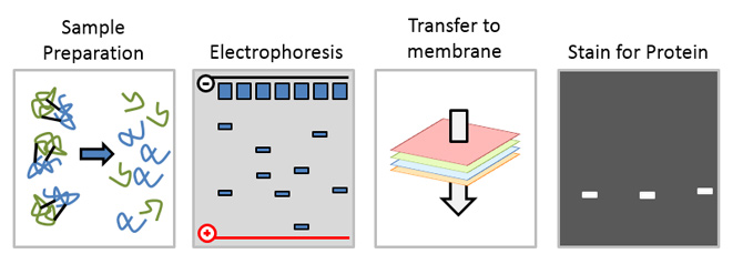 Western Blot Antibody Troubleshooting