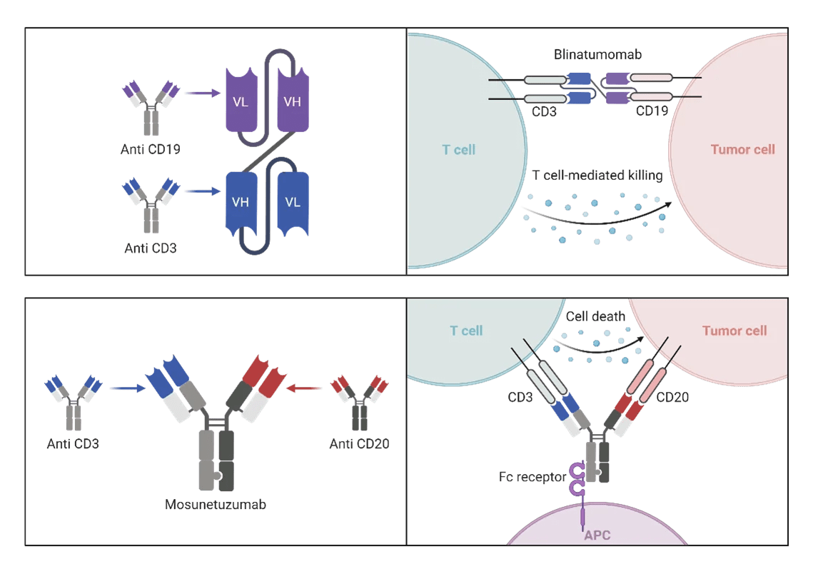 Therapeutic Antibody Development Innovations, Trends, and Future