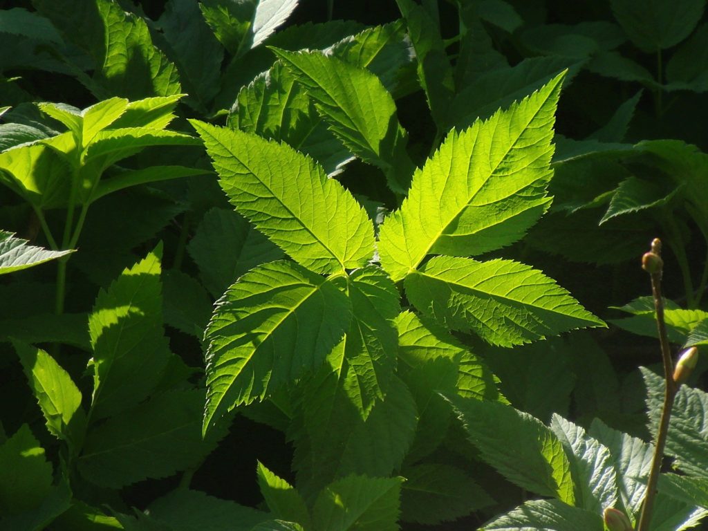 Heilkraut Giersch Kostbare Natur genussvoll gesund