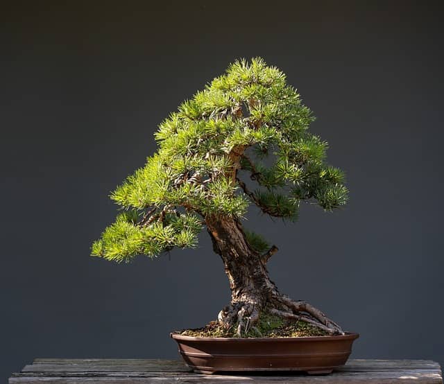 Bonsai Garden Homepage