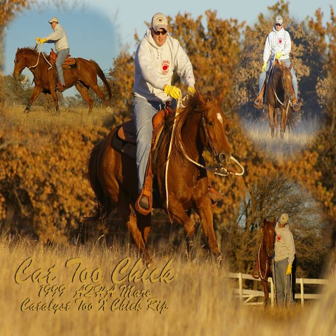 to Rozell Quarter Horses, Jefferson, Iowa!