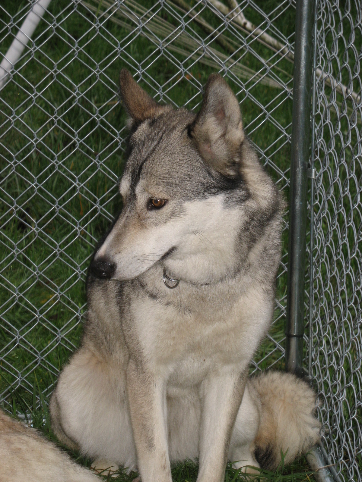 Dakota_Cheyenne