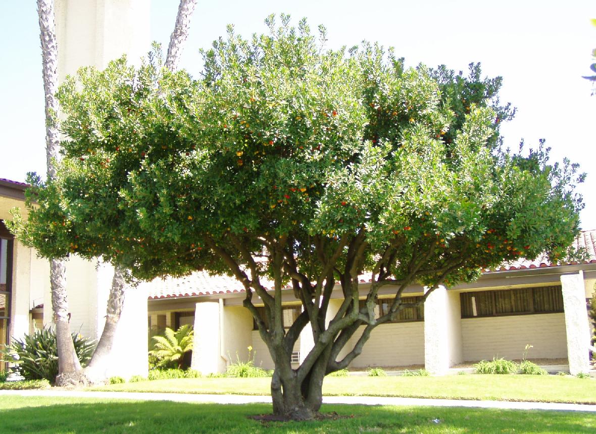 San Diego Plant Pictures