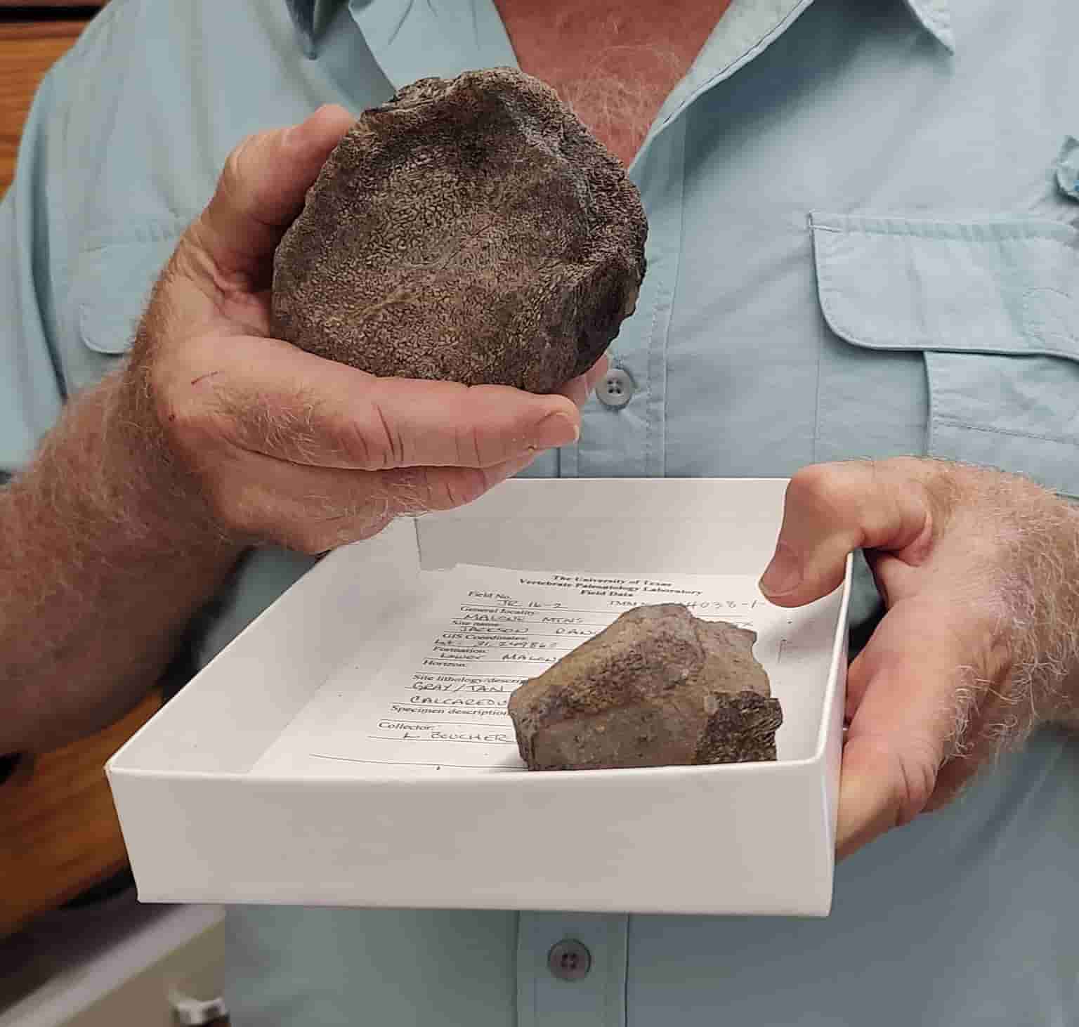 Newly discovered Jurassic fossils in Texas Geology Page