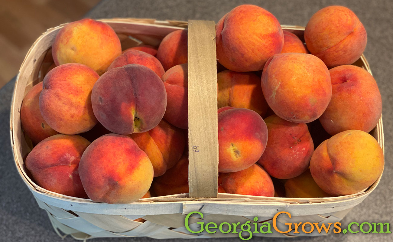Peaches Grows