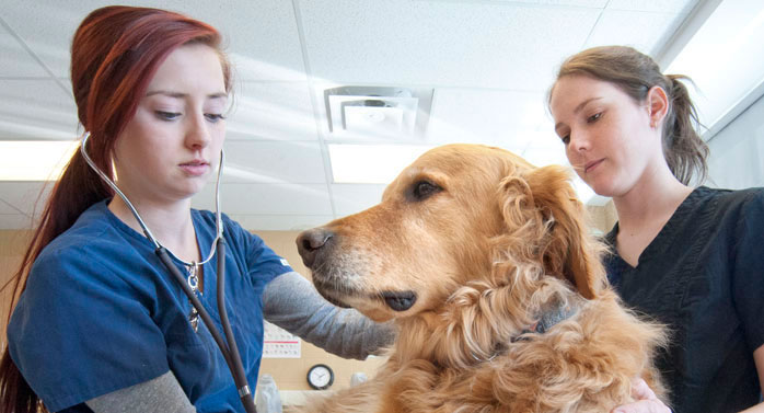 Veterinary Technician Fulltime program College