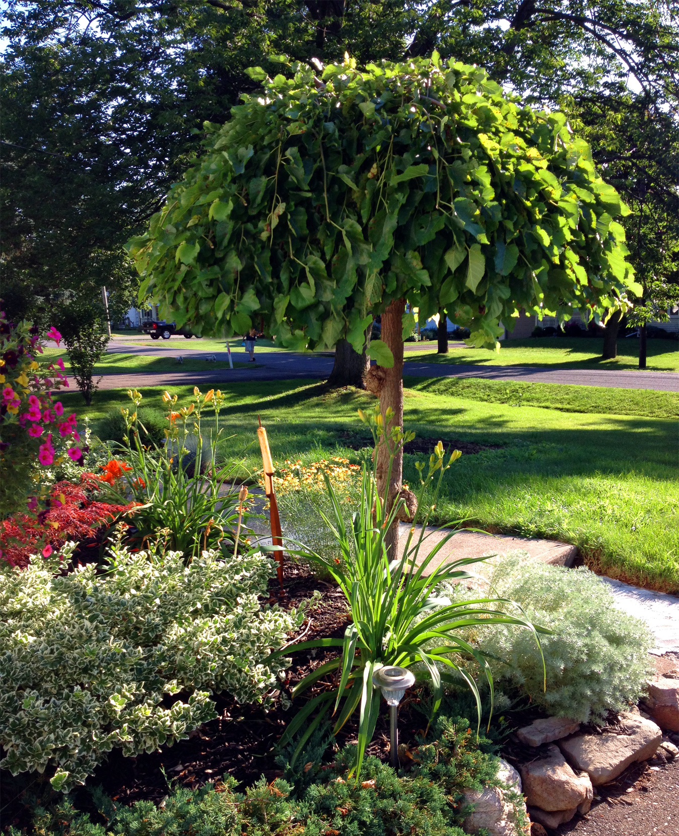 Ornamental Flowering Trees For Small Gardens / Buy ornamental cherry