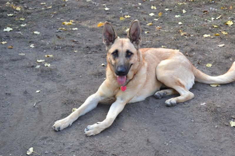 Have Any Of You Ever Seen A Golden Sable Gsd Like Mine? | German Shepherds Forum