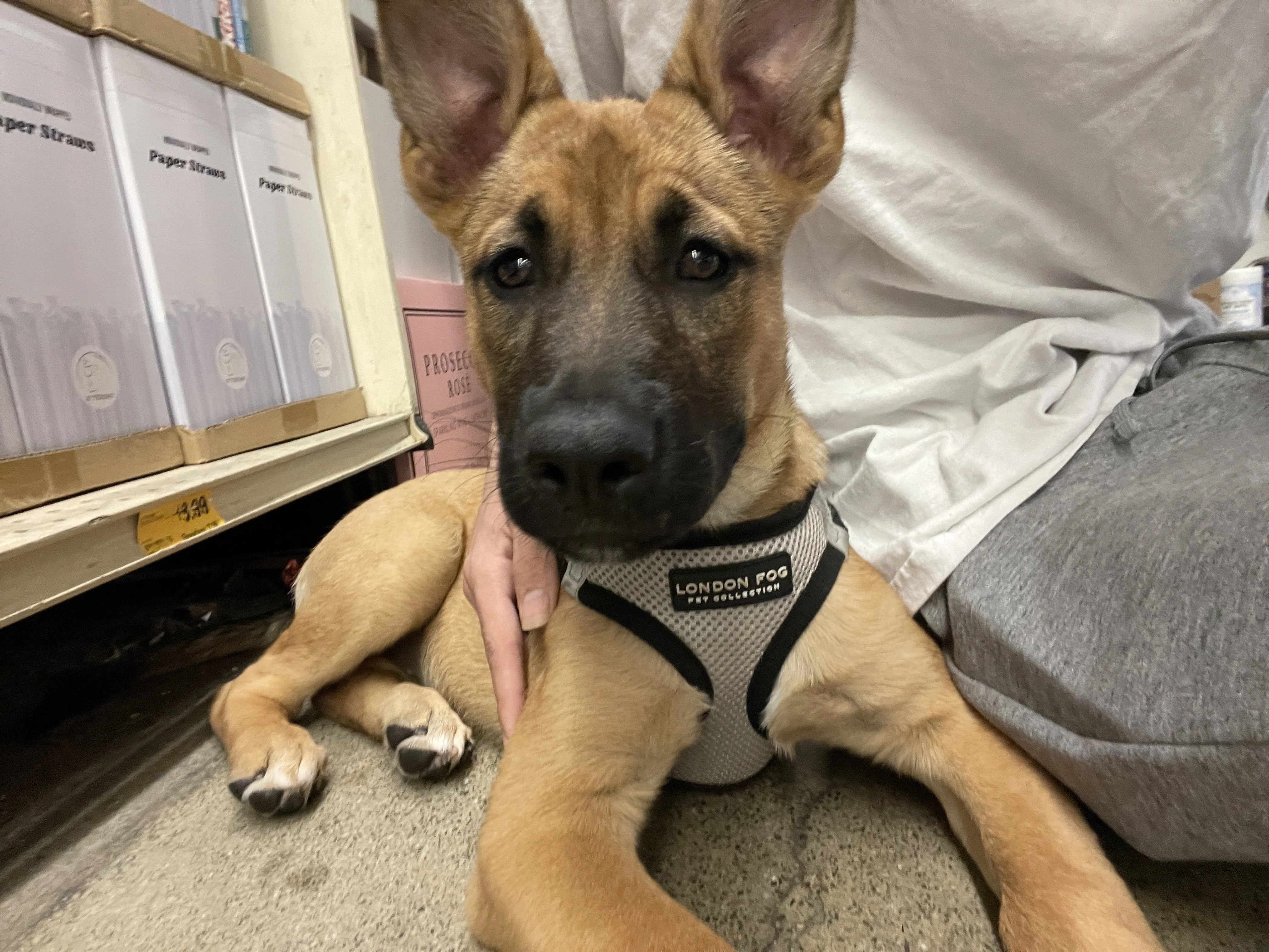 Does she have Hip dysplasia or hip injury? (14 week) German Shepherds