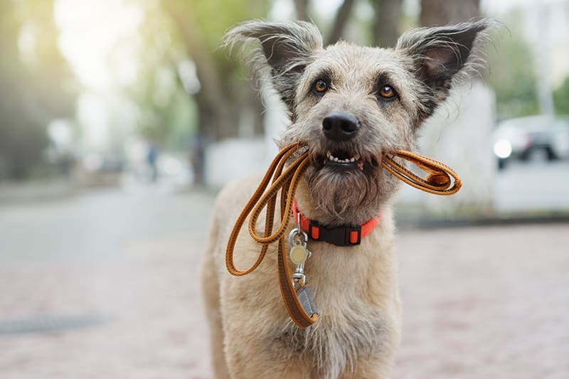 Dog Bladder Infection