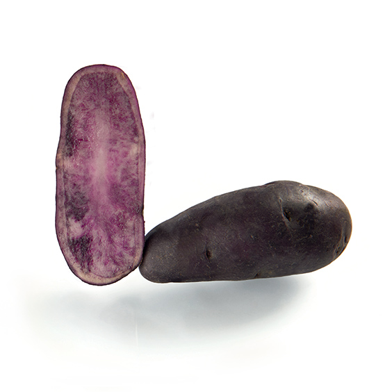 Fleur Bleue Germicopa