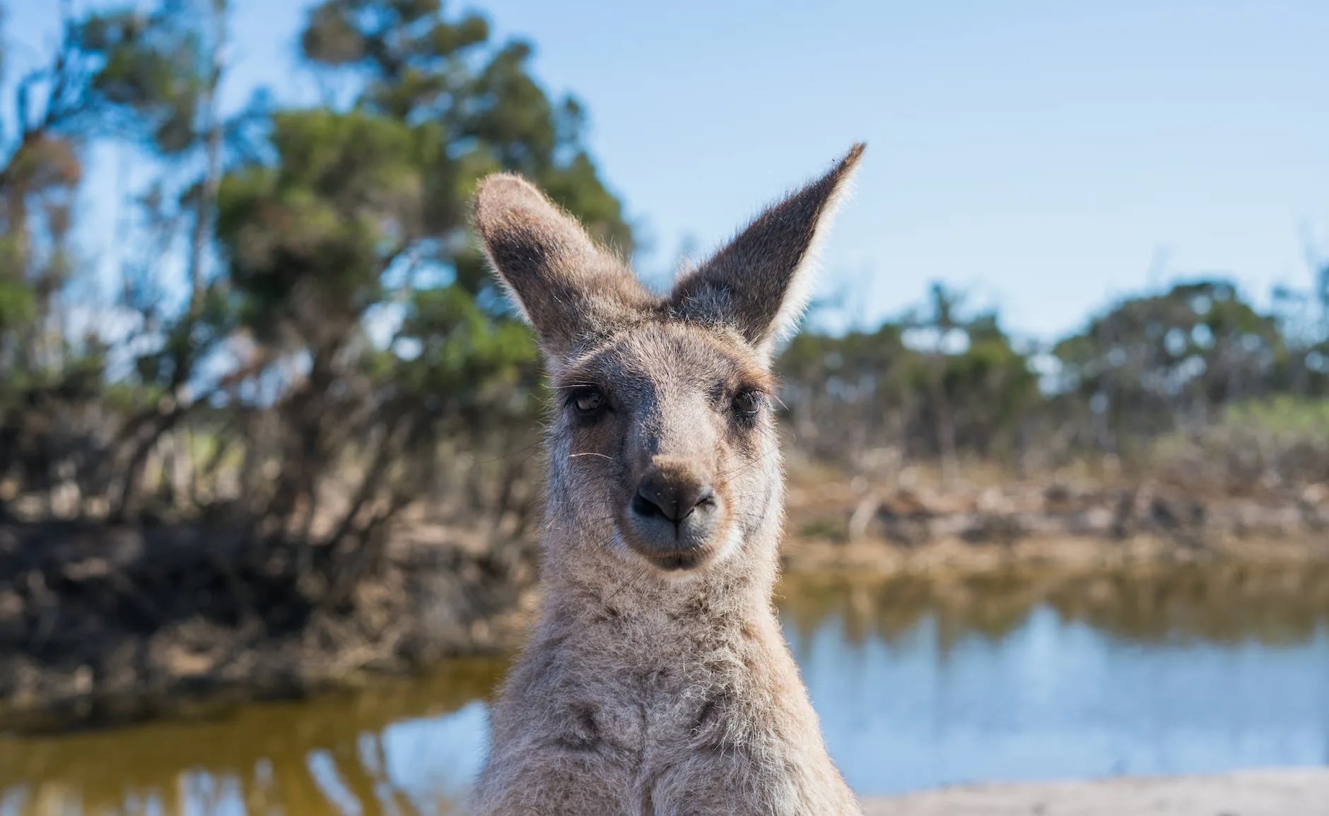 shallow focus photo of kangaroo