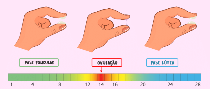 Fase lútea Como calcular