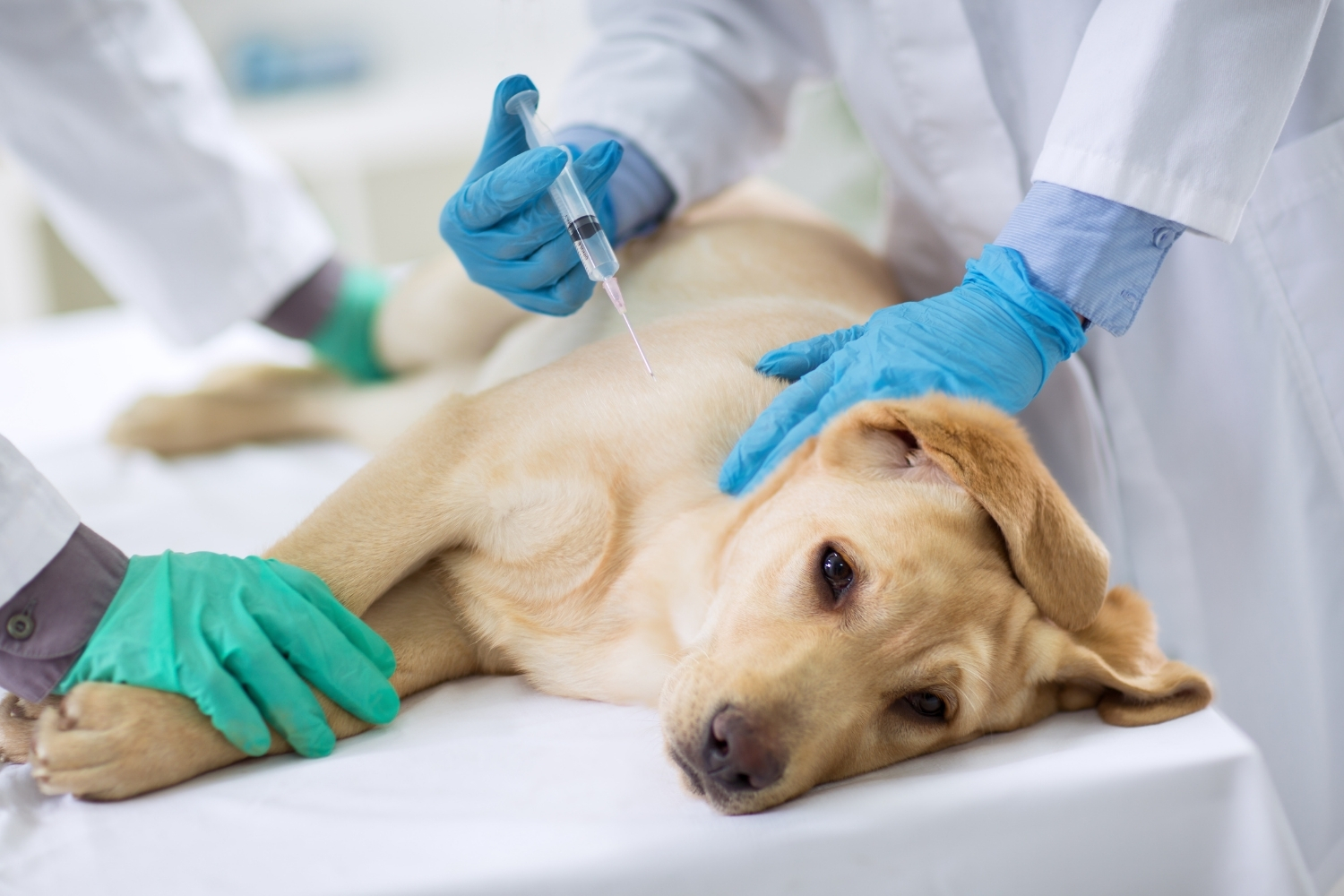 Zahnstein beim Hund und was du dagegen tun kannst