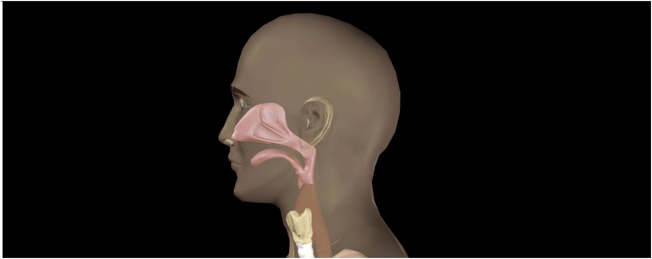 Rachen (Pharynx) Gesundmed Medizin und Gesundheit im Web