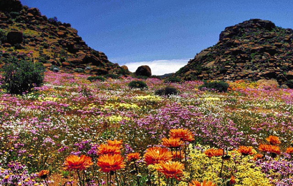 Succulent Karoo could World Heritage Site