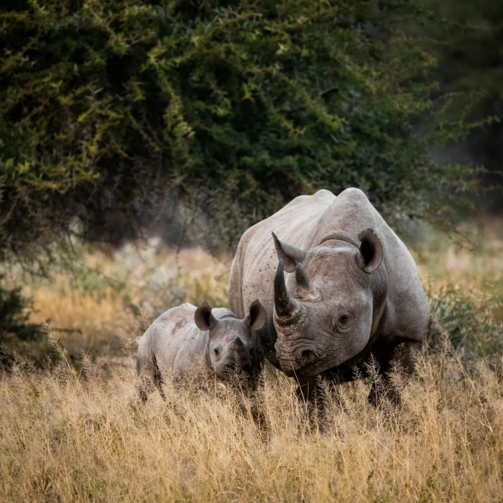 Where tourism helps protect Africa’s wildlife corridors