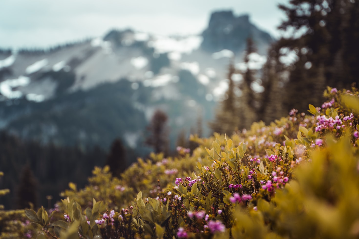 The Best Places to Live in Washington State (A 2023 Guide) Bellhop