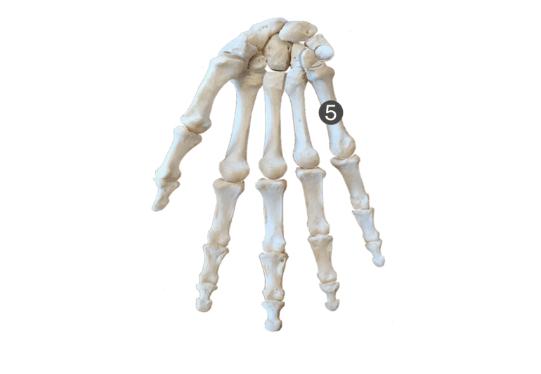 Metacarpal Bones Anterior (Palmar) View
