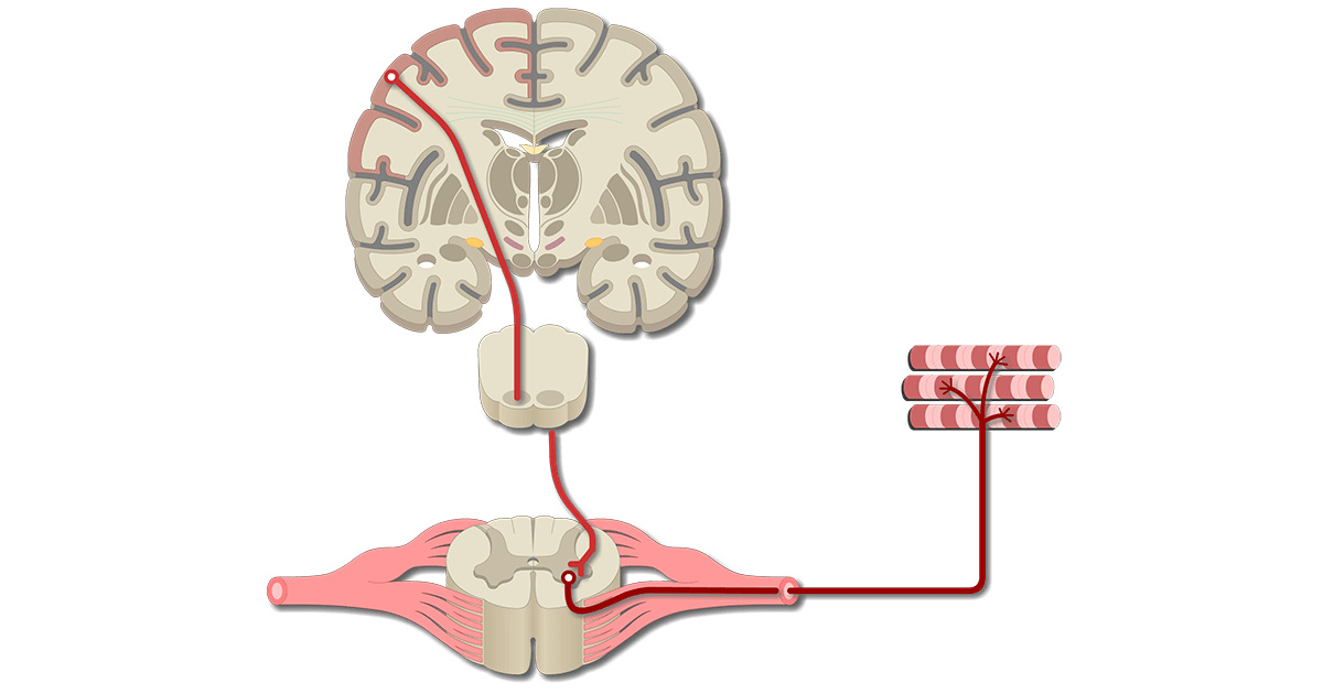 Primary Motor Cortex