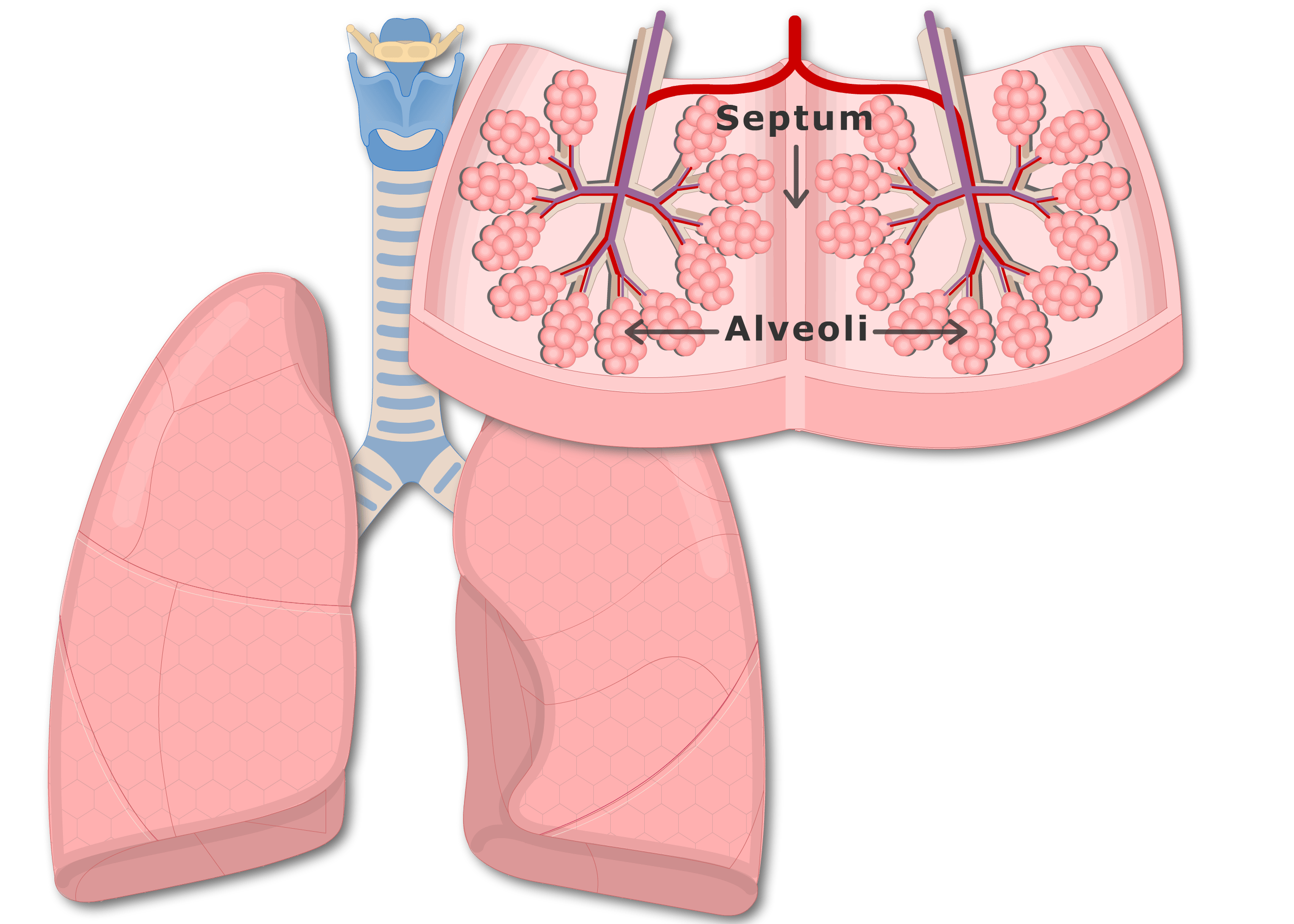 Secondary lung lobules GetBodySmart
