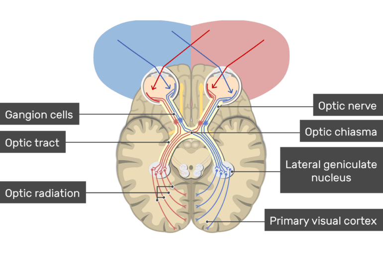 Visual cortex location, types and functions GetBodySmart